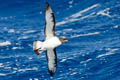 Cape Petrel Daption capense capense