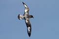 Cape Petrel Daption capense capense