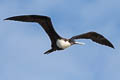 Great Frigatebird Fregata minor palmersoni