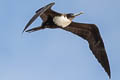 Great Frigatebird Fregata minor palmersoni