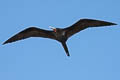 Great Frigatebird Fregata minor palmersoni