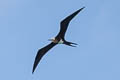 Great Frigatebird Fregata minor palmersoni