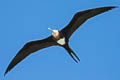 Great Frigatebird Fregata minor palmersoni