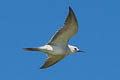 Grey Noddy Anous albivittus skottsbergii