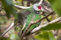 Henderson Fruit Dove Ptilinopus insularis