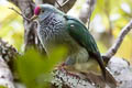 Henderson Fruit Dove Ptilinopus insularis