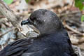 Henderson Petrel Pterodroma atrata