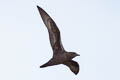 Henderson Petrel Pterodroma atrata