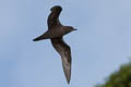 Henderson Petrel Pterodroma atrata