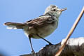 Henderson Reed Warbler Acrocephalus taiti