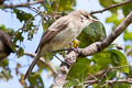 Henderson Reed Warbler Acrocephalus taiti