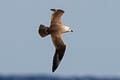 Kermadec Petrel Pterodroma neglecta neglecta