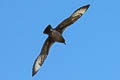 Kermadec Petrel Pterodroma neglecta neglecta