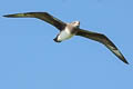 Kermadec Petrel Pterodroma neglecta neglecta