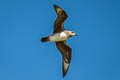 Kermadec Petrel Pterodroma neglecta neglecta