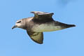 Kermadec Petrel Pterodroma neglecta neglecta