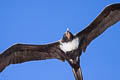 Lesser Frigatebird Fregata ariel Fregata ariel