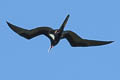 Lesser Frigatebird Fregata ariel Fregata ariel