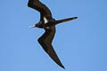 Lesser Frigatebird Fregata ariel Fregata ariel