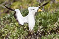 Masked Booby Sula dactylatra personata