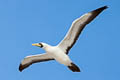 Masked Booby Sula dactylatra personata