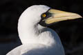 Masked Booby Sula dactylatra personata