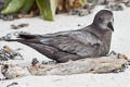 Murphy's Petrel Pterodroma ultima