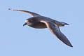 Murphy's Petrel Pterodroma ultima