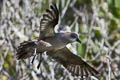 Murphy's Petrel Pterodroma ultima