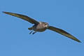 Murphy's Petrel Pterodroma ultima