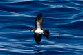 Polynesian Storm Petrel Nesofregetta fuliginosa