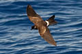 Polynesian Storm Petrel Nesofregetta fuliginosa