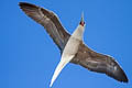 Red-footed Booby Sula sula rubriceps