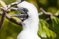 Red-footed Booby Sula sula rubriceps