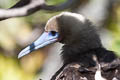 Red-footed Booby Sula sula rubriceps