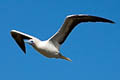 Red-footed Booby Sula sula rubriceps