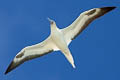 Red-footed Booby Sula sula rubriceps