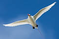 Red-tailed Tropicbird Phaethon rubricauda roseotinctus