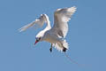 Red-tailed Tropicbird Phaethon rubricauda roseotinctus