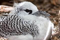 Red-tailed Tropicbird Phaethon rubricauda roseotinctus