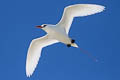 Red-tailed Tropicbird Phaethon rubricauda roseotinctus