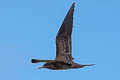 Sooty Tern Onychoprion fuscatus serratus