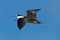 Sooty Tern Onychoprion fuscatus serratus