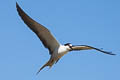 Sooty Tern Onychoprion fuscatus serratus