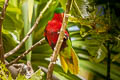 Stephen's Lorikeet Vini stepheni