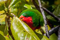 Stephen's Lorikeet Vini stepheni