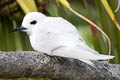 White Tern Gygis alba leucopes