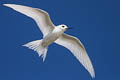 White Tern Gygis alba leucopes