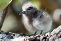 White Tern Gygis alba leucopes