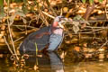 Agami Heron Agamia agami (Chestnut-bellied Heron)